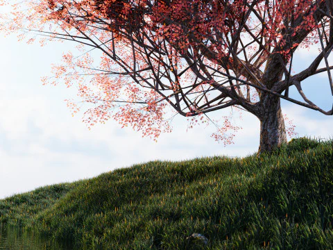 カエデの木01 3Dモデル