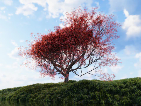 カエデの木01 3Dモデル