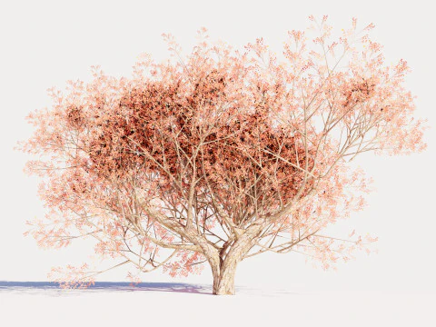 カエデの木01 3Dモデル