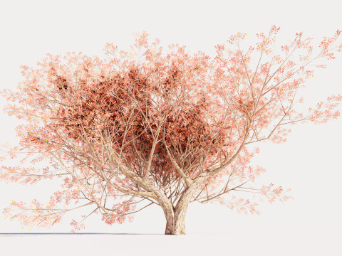 Maple tree 01 Modèle 3D