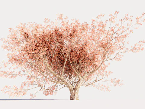 カエデの木01 3Dモデル