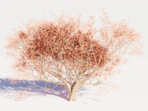 カエデの木01 3Dモデル