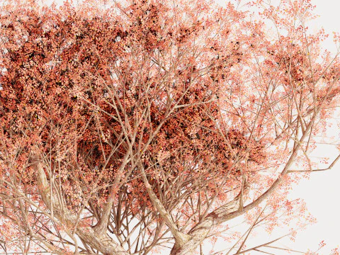 カエデの木01 3Dモデル