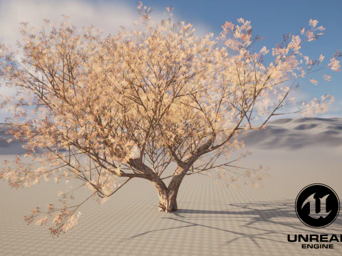 カエデの木01 3Dモデル