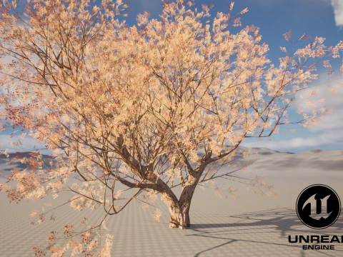 カエデの木01 3Dモデル