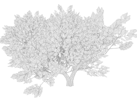 カエデの木01 3Dモデル