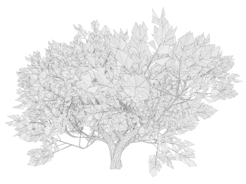 カエデの木01 3Dモデル