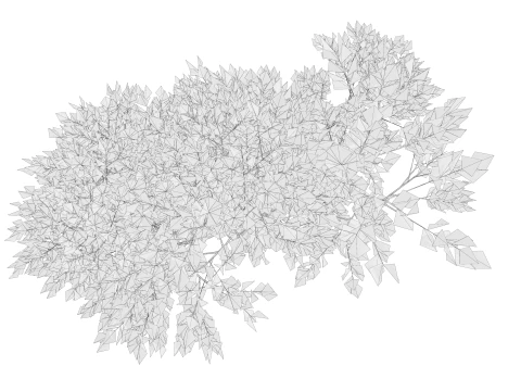 カエデの木01 3Dモデル