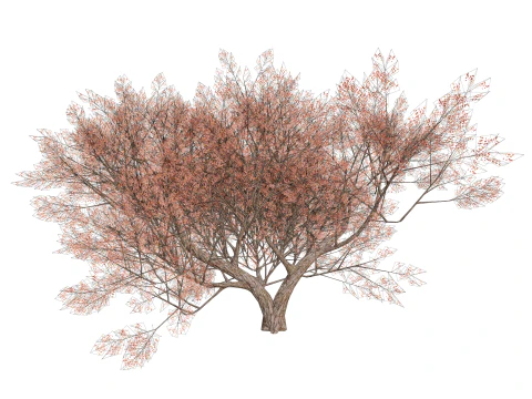 カエデの木01 3Dモデル