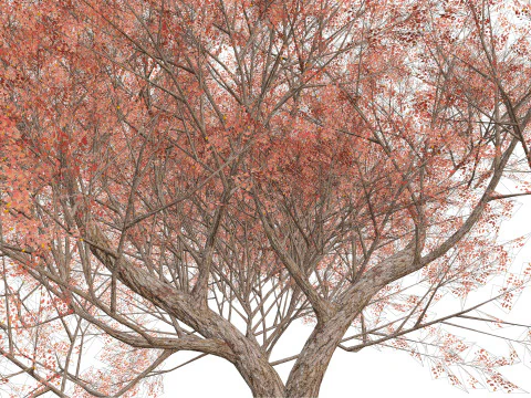 カエデの木01 3Dモデル