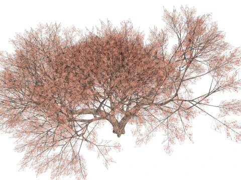 カエデの木01 3Dモデル