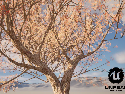 カエデの木01 3Dモデル