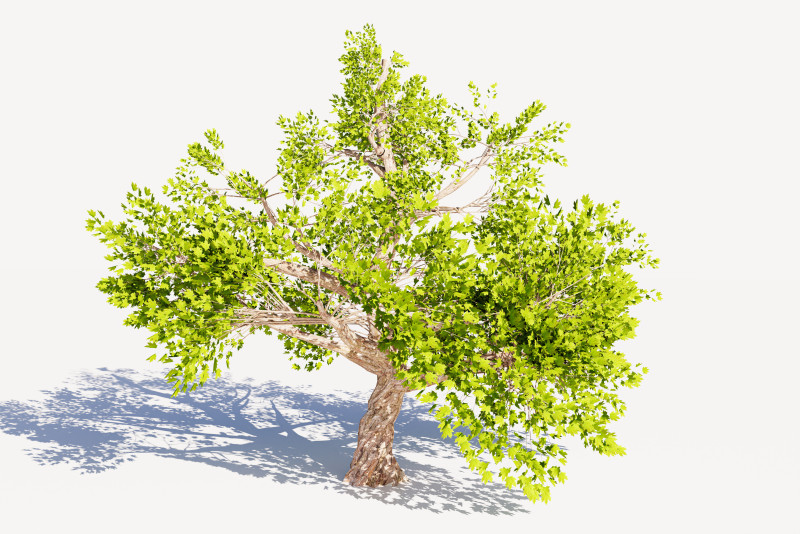 Tree 01 3D Model .c4d .max .obj .3ds .fbx .stl .blend 