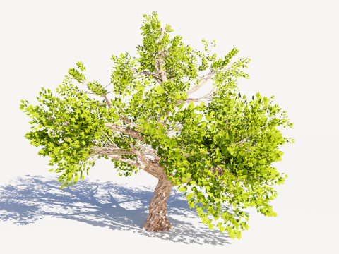 Tree 01 3Dモデル