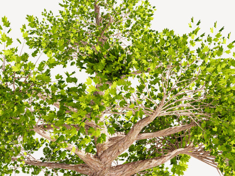Tree 01 3D Model