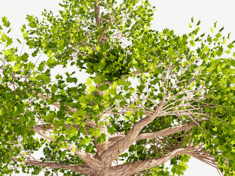Tree 01 3D Model