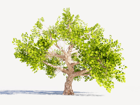 Tree 01 3D Model