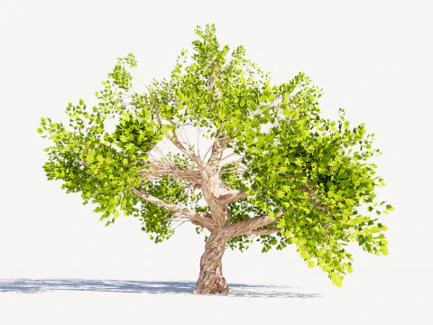 Tree 01 3D Model