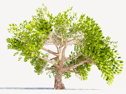 Tree 01 3D Model