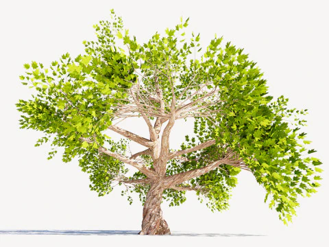 Tree 01 3D Model