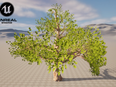 Tree 01 3D Model