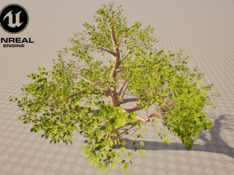 Tree 01 3D Model
