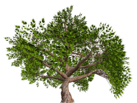 Tree 01 3D Model