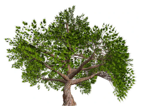Tree 01 3D Model