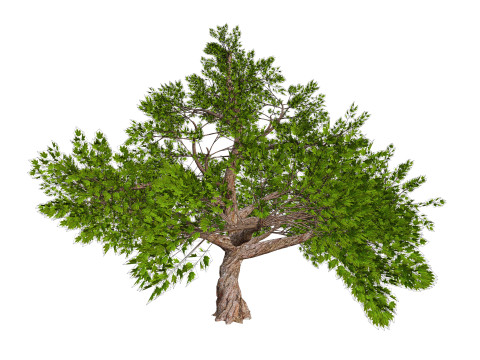 Tree 01 3D Model