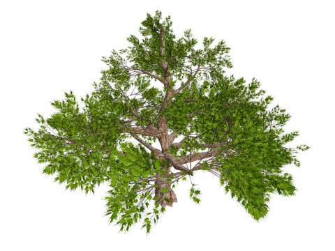 Tree 01 3D Model