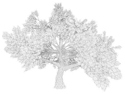 Tree 01 3D Model