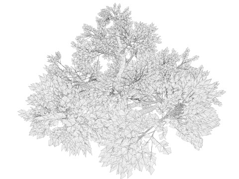 Tree 01 3D Model