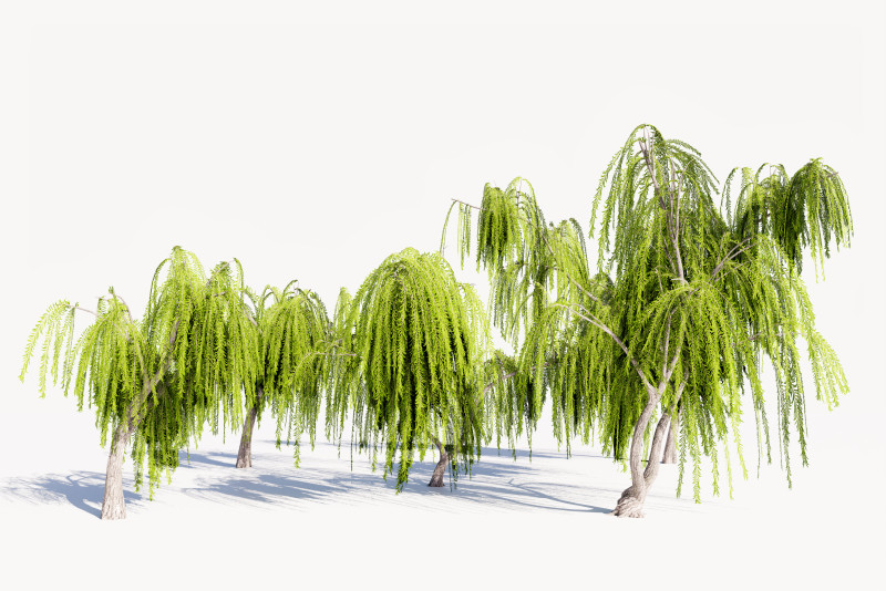 5 Willow Tree low-poly 3Dモデル .c4d .max .obj .3ds .fbx .stl .blend 