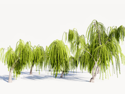 5 Willow Tree low-poly 3Dモデル