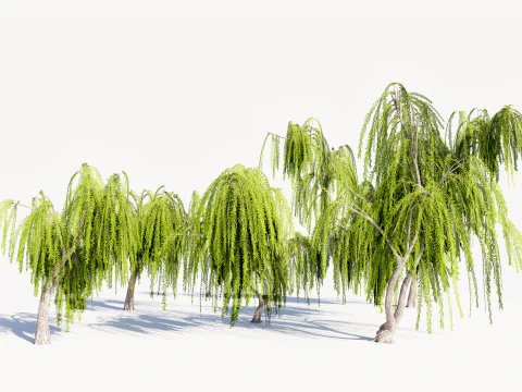 5 ウィロー ツリー ローポリ 3Dモデル