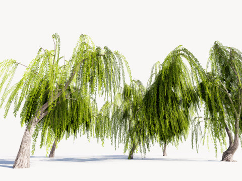 5 Willow Tree low-poly 3Dモデル