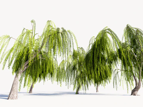 5. Ива низкополигональная 3D Модель