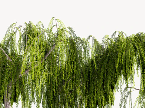 5. Ива низкополигональная 3D Модель