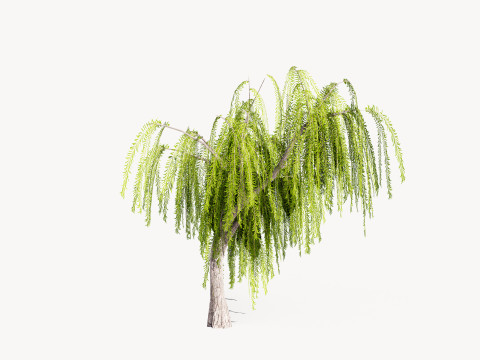 5 Willow Tree low-poly 3Dモデル