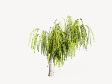 5. Ива низкополигональная 3D Модель