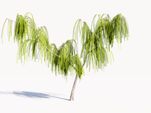 5 Willow Tree low-poly 3Dモデル