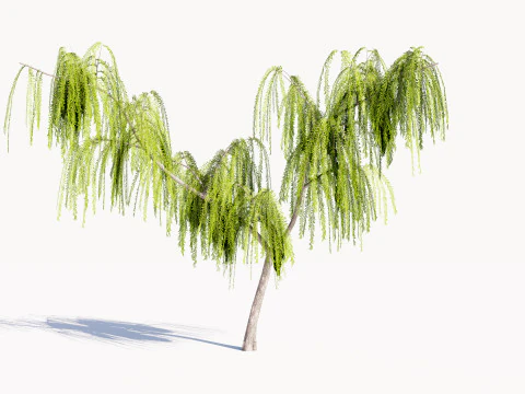 5. Ива низкополигональная 3D Модель