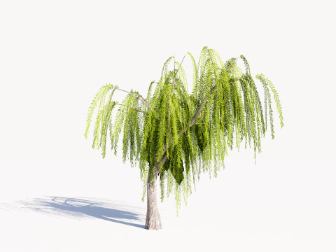 5 Willow Tree low-poly 3Dモデル