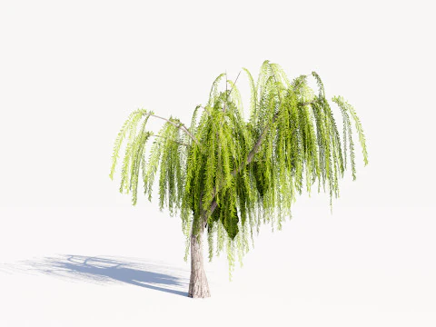 5. Ива низкополигональная 3D Модель