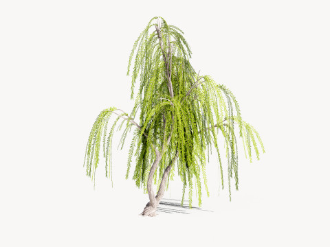 5 Willow Tree low-poly 3Dモデル
