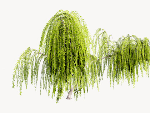 5 Willow Tree low-poly 3Dモデル