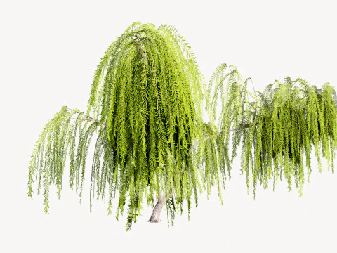 5. Ива низкополигональная 3D Модель