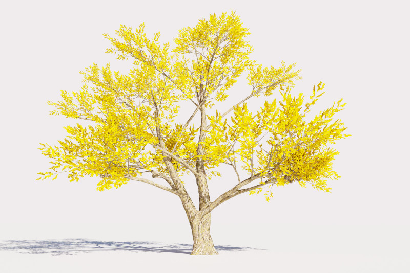 4 Yellow Tree Modello 3D .c4d .max .obj .3ds .fbx .stl .blend 