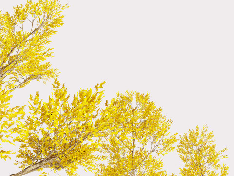 4 Yellow Tree Modello 3D