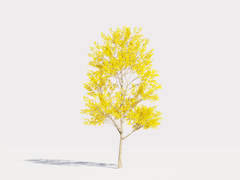 4 Yellow Tree Modello 3D